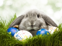 Grijs hangoor konijn tussen witte en blauwe paaseieren